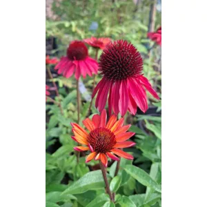Echinacea Hot Summer Improved - Kasvirág