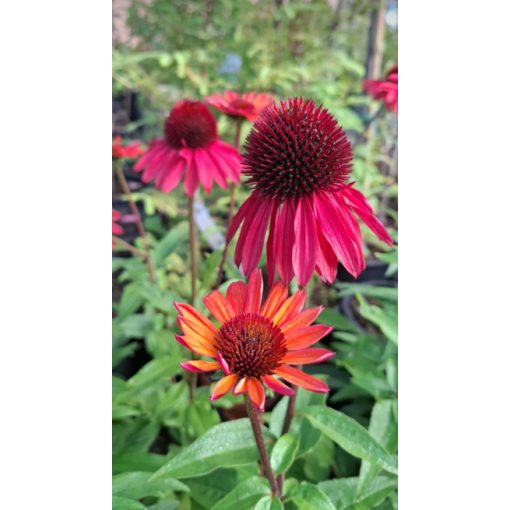 Echinacea Hot Summer Improved - Kasvirág