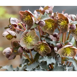 Helleborus The Rockies Grand Teton - Hunyor