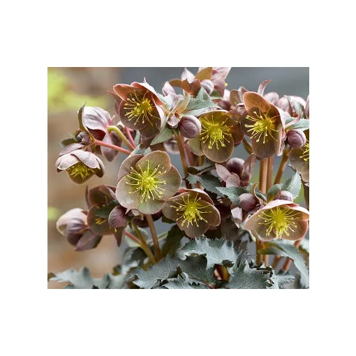 Helleborus The Rockies Grand Teton - Hunyor