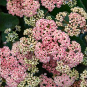Sedum ROCK N GROW Coraljade - Varjúháj