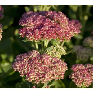 Sedum SEDUCTION Pink Passion - Varjúháj