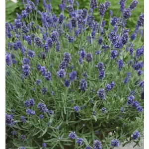 Lavandula angustifolia Oxford Gem - Levendula