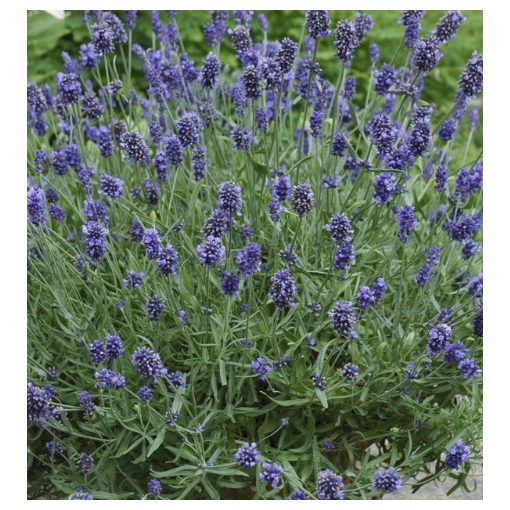 Lavandula angustifolia Oxford Gem - Levendula