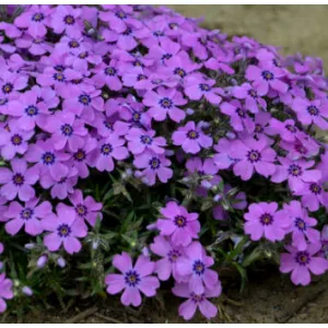 Phlox subulata Eye Shadow - Árlevelű lángvirág