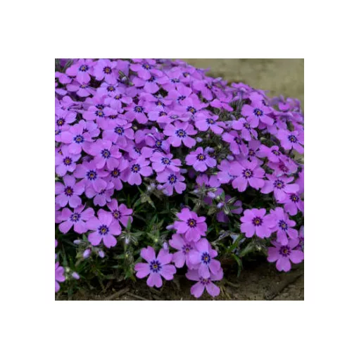 Phlox subulata Eye Shadow - Árlevelű lángvirág