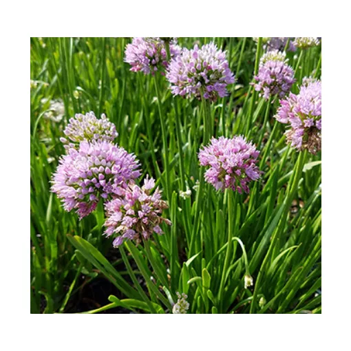 Allium senescens ssp. montanum - Díszhagyma