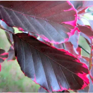 Fagus sylvatica Atropurpurea Tricolor - Vérvörös bükk