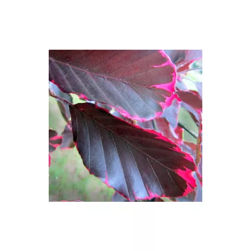 Fagus sylvatica Atropurpurea Tricolor - Vérvörös bükk