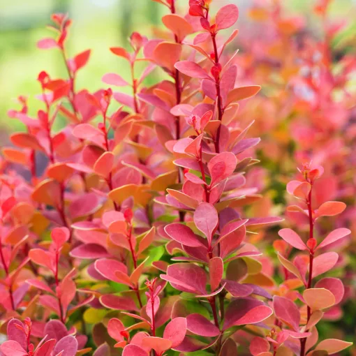 Berberis thunbergii Orange Rocket - Borbolya