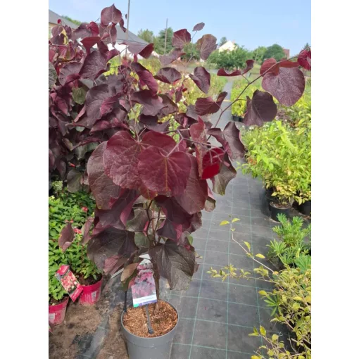 Cercis canadensis Forest Pansy - Bordó levelű júdásfa