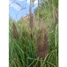 Pennisetum alopecuroides Paradise - Tollborzfű