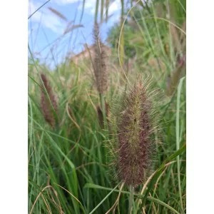 Pennisetum alopecuroides Paradise - Tollborzfű
