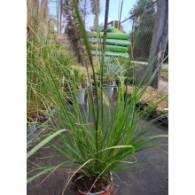 Pennisetum alopecuroides Paradise - Tollborzfű