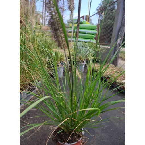 Pennisetum alopecuroides Paradise - Tollborzfű