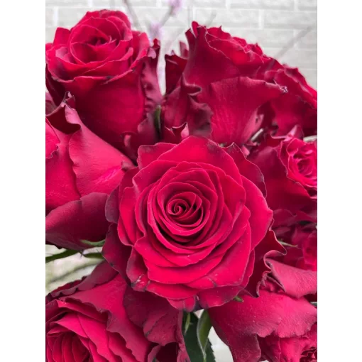 Rosa Rhodos - Rózsa