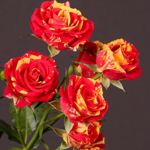 Rosa Fire Flash - Rózsa