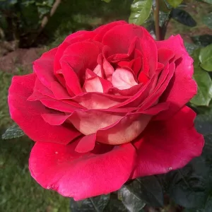 Rosa Kronenburg - Törzses rózsa