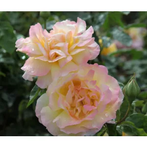Rosa Peace - Törzses rózsa