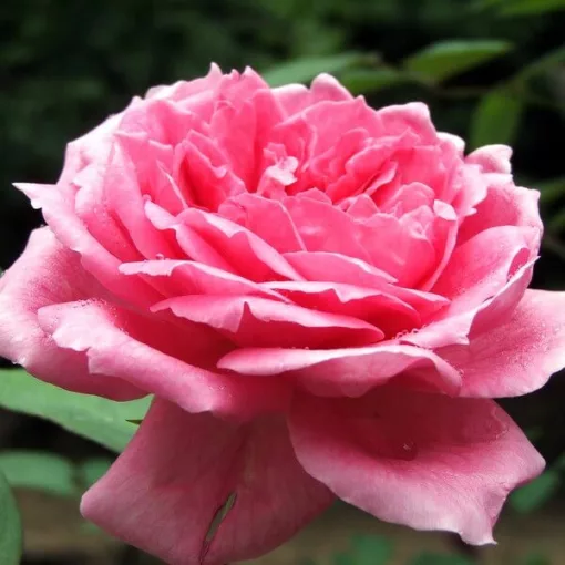 Rosa Bel Ange - Törzses rózsa