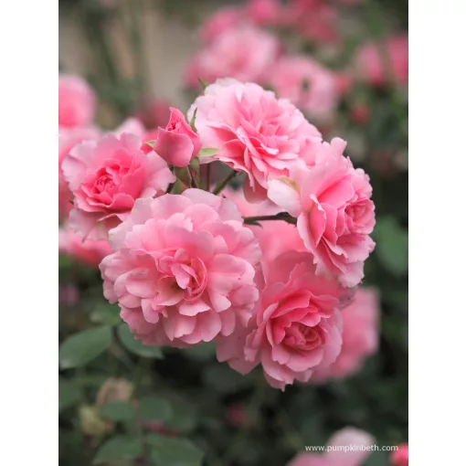 Rosa Bonica - Törzses csüngő rózsa