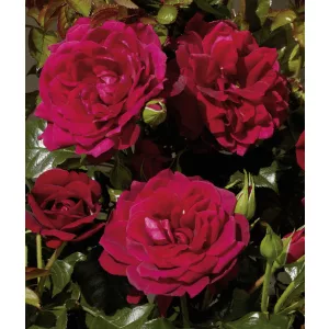 Rosa Isla Palace - Floribunda rózsa