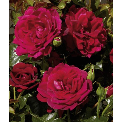 Rosa Isla Palace - Floribunda rózsa