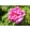 Rosa rugosa Rosa Zwerg - Japán rózsa/ráncos levelű rózsa