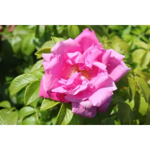   Rosa rugosa Rosa Zwerg - Japán rózsa/ráncos levelű rózsa