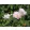 Rosa rugosa Schneekoppe - Japán rózsa/ráncos levelű rózsa