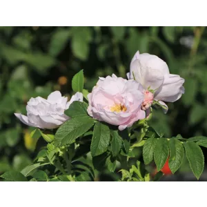   Rosa rugosa Schneekoppe - Japán rózsa/ráncos levelű rózsa