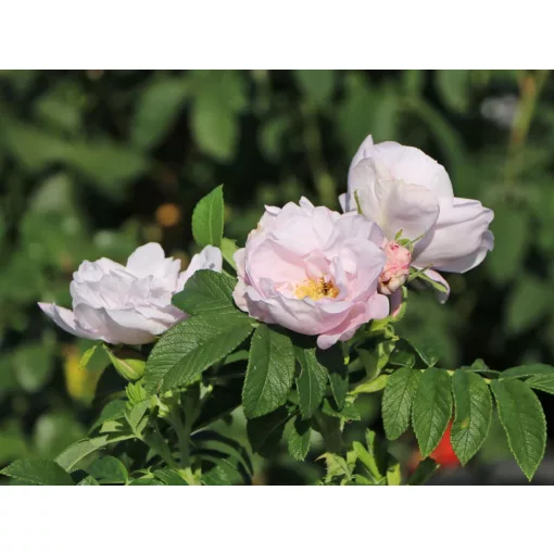 Rosa rugosa Schneekoppe - Japán rózsa/ráncos levelű rózsa