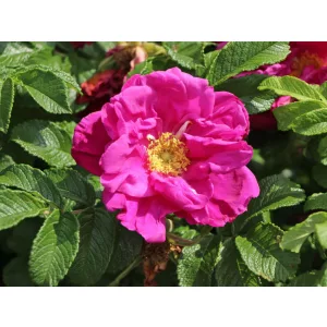   Rosa rugosa Rotes Meer - Japán rózsa/ráncos levelű rózsa