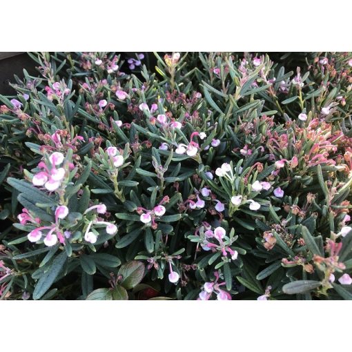 Andromeda polifolia Compacta – Törpe tőzegrozmaring