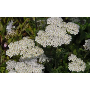   Achillea filipendulina Heinrich Vogeler - Jószagú cickafark