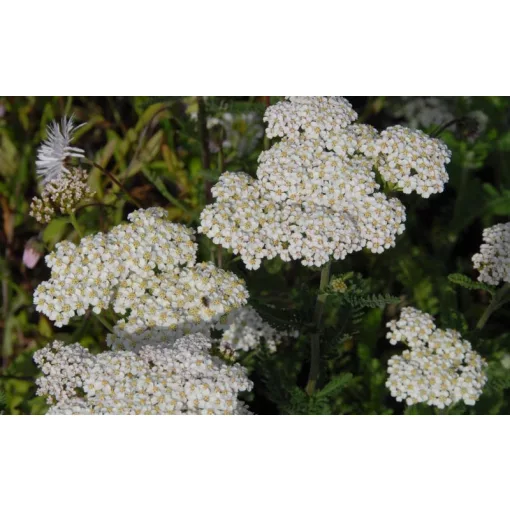 Achillea filipendulina Heinrich Vogeler - Jószagú cickafark