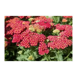 Achillea millefolium Belle Epoque - Közönséges cickafark