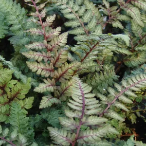 Athyrium nipponicum Regal Red - Japán hölgypáfrány