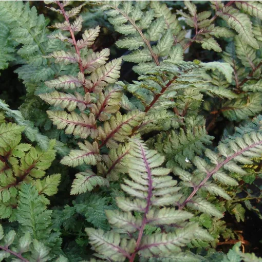 Athyrium nipponicum Regal Red - Japán hölgypáfrány