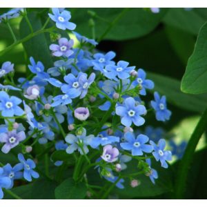 Brunnera macrophylla Attractive - Kaukázusi nefelejcs