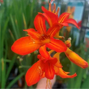 Crocosmia FIRESTARS Scorchio - Sáfrányfű