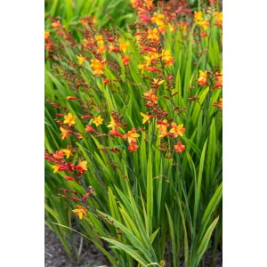 Crocosmia Harlequin - Sáfrányfű