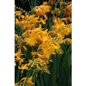 Crocosmia Walberton Yellow - Sáfrányfű