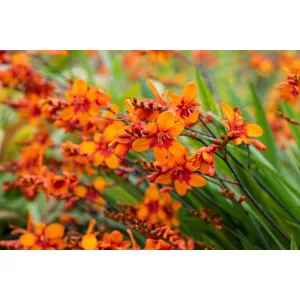 Crocosmia Walbertons Bright Eyes - Sáfrányfű