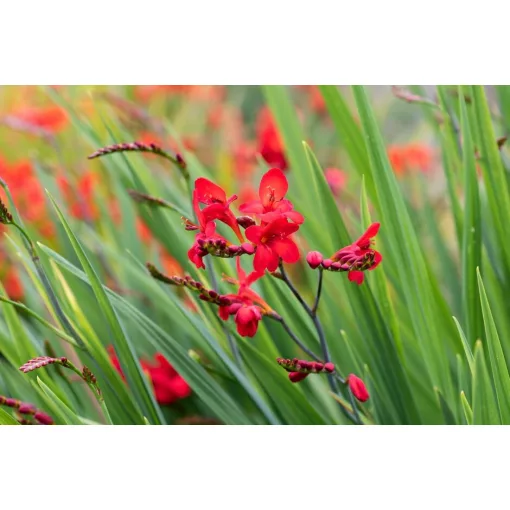 Crocosmia Walbertons Miss Scarlet - Sáfrányfű