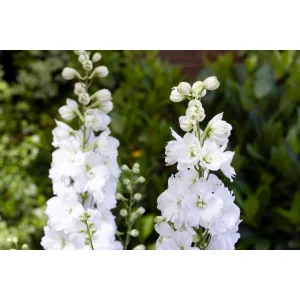 Delphinium elatum Moonbeam - Évelő szarkaláb