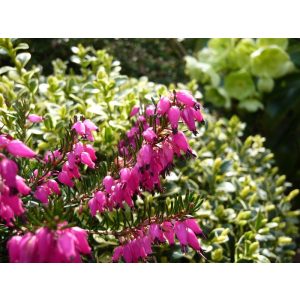 Erica carnea Myretoun Ruby - Alpesi hanga