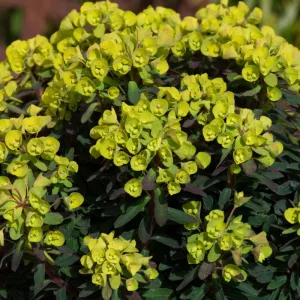 Euphorbia martinii Ascot Petite - Kutyatej