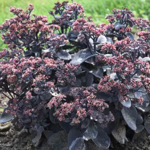 Sedum Rock 'n Grow Back in Black - Varjúháj