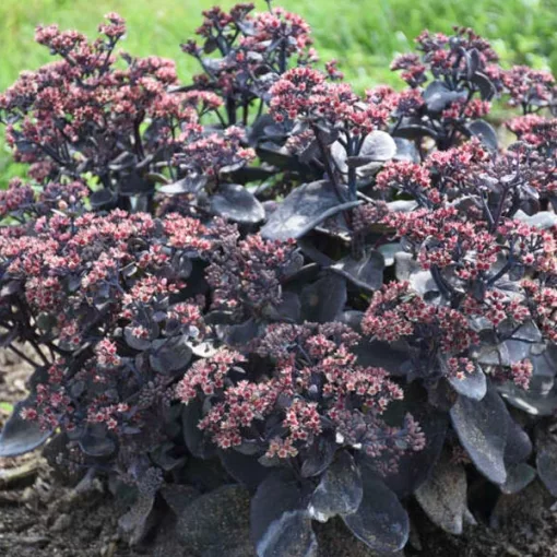 Sedum Rock 'n Grow Back in Black - Varjúháj